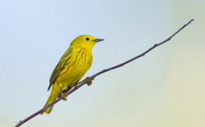 Warbler Background HD Wallpapers 75948