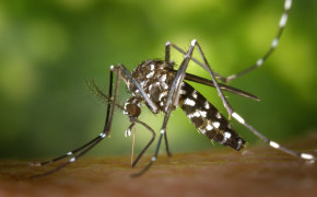 Mosquito Background HD Wallpapers 75226