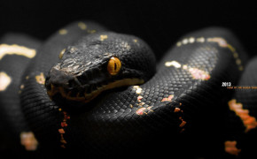 Rattlesnake Best HD Wallpaper 78106