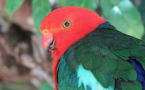 King Parrot Background Wallpapers 77359