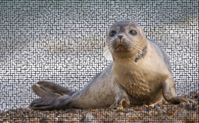 Seal Background Wallpaper 79199