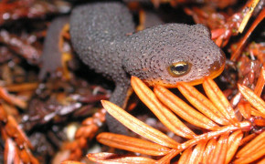Rough Skinned Newt HD Wallpapers 78763