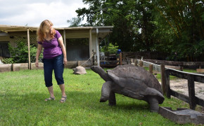 Aldabra Giant Tortoise Wallpaper 1280x853 80995