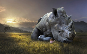 Rhino Desktop Wallpaper 78495