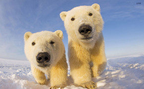 Cute Polar Bear Pictures 07778