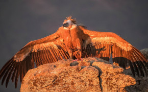 Griffon Vulture High Definition Wallpaper 76371