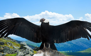Andean Condor Background Wallpaper 73771