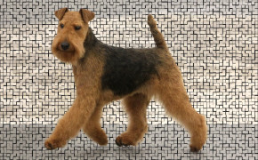 Airedale Terrier Wallpaper HD 73443