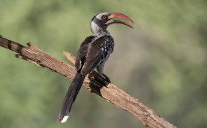 Red Billed Hornbill Background Wallpapers 78296