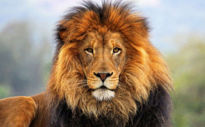 Roaring Lion Desktop Wallpaper 78552