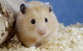 Hamster Rodent Background Wallpaper 07930