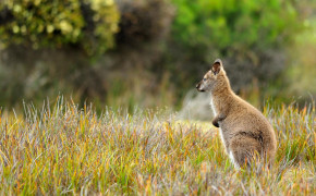 Wallaby High Definition Wallpaper 75908