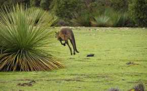 Wallaby Background Wallpaper 75897