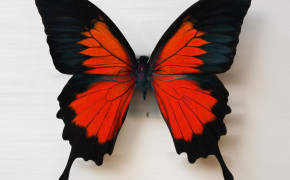 Ulysses Butterfly Best Wallpaper 80926