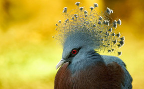 Victoria Crowned Pigeon High Definition Wallpaper 80953