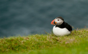 Puffin Widescreen Wallpapers 77881