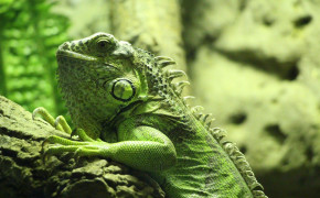 Green Iguana HD Desktop Wallpaper 76295