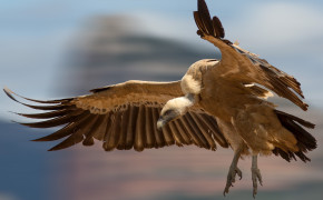 Griffon Vulture HD Background Wallpaper 76367