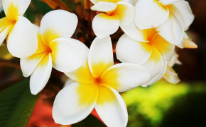 Yellow Jasmine Flower Images 08202