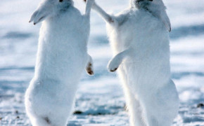 Arctic Hare Background Wallpapers 73928