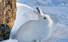 Arctic Hare Background HD Wallpapers 73926