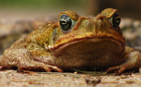 American Toad Background Wallpapers 73717