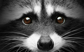 Raccoon Background Wallpaper 78002