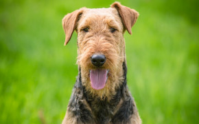 Airedale Terrier High Definition Wallpaper 73442