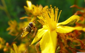 Hoverfly Widescreen Wallpaper 76848