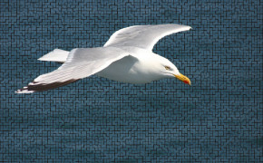 Seagull Desktop Wallpaper 79170