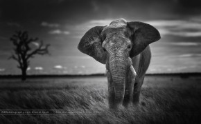 Elephant Black And White Background Wallpaper 07881