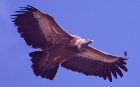 Griffon Vulture HD Wallpaper 76369