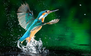 Kingfisher Background HD Wallpapers 77375