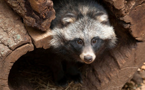Raccoon Dog Background Wallpapers 78021