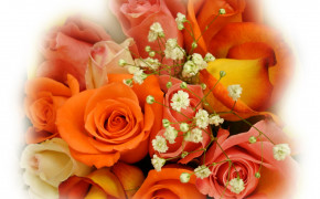 Beautiful Orange Rose Pictures 07648