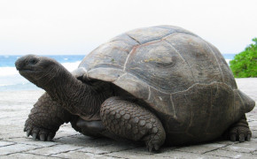 Aldabra Giant Tortoise HQ Background Wallpaper 73518