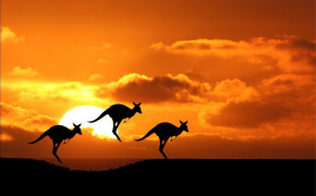 Kangaroo Desktop Widescreen Wallpaper 77221