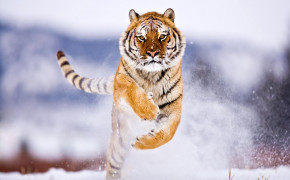 Running Tiger Wallpaper HD 08088