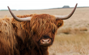 Longhorn Cattle Best HD Wallpaper 74569