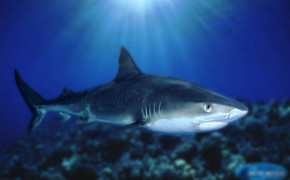 Basking Shark Desktop HD Wallpaper 74250