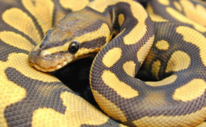 Python Snake HD Desktop Wallpaper 75655
