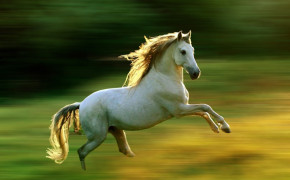 Andalusian Horse HD Desktop Wallpaper 76027