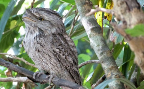 Tawny Frogmouth Best Wallpaper 80489