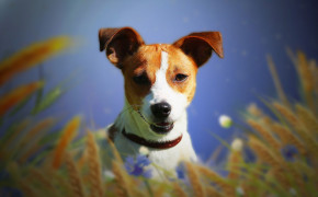 Jack Russell Terrier Desktop Wallpaper 77094