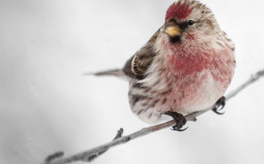 Redpoll Background HD Wallpapers 78359