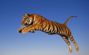 Running Tiger Desktop Wallpaper 08083