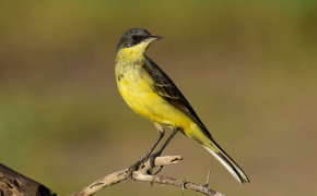 Wagtail HQ Background Wallpaper 75890