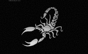Scorpion Animal Wallpaper 1920x1080 81648