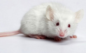 Mouse High Definition Wallpaper 75288