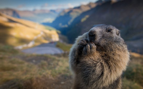 Marmot Background HD Wallpapers 74990